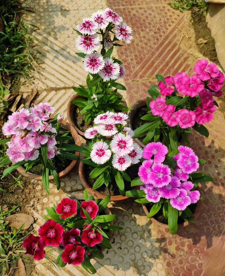 Dianthus Plant (Sweet William / Pink Flower)